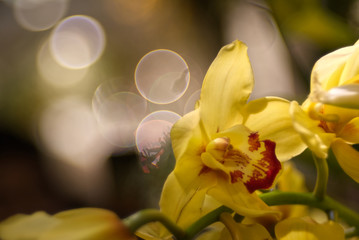 Luscious yellow orchid petal with bubble blur background