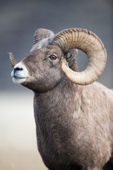 Bighorn Sheep in Montana