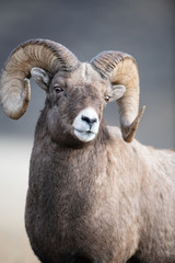 Bighorn Sheep in Montana