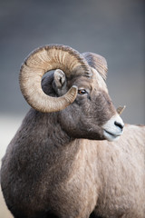 Bighorn Sheep in Montana