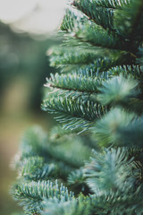 fir branch of a christmas tree