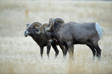 Bighorn Sheep in Montana