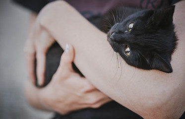A beautiful black cat lies in the hands of a girl.