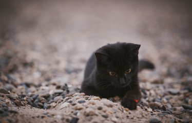 A beautiful black cat plays in the sand