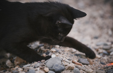 A beautiful black cat plays in the sand.
