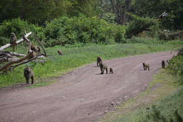 Fototapeta na wymiar Baboons on a Street