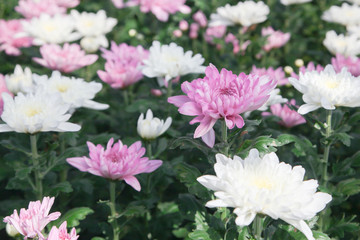 White and pink chrysanthemum flower in garden