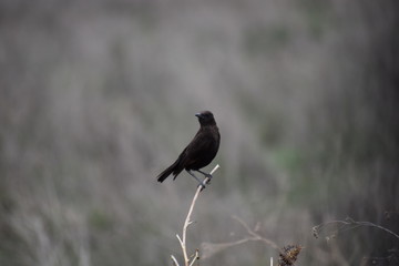 Black Bird on Twig