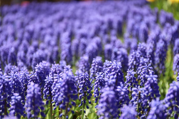 Fototapeta na wymiar lavender flower field