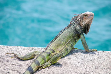 Close up of iguana on a sunny tropical island rock