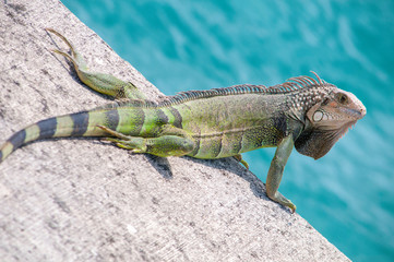 Close up of iguana on a sunny tropical island rock. 