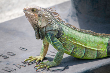 Close up of iguana on a sunny tropical island of Puerto Rico