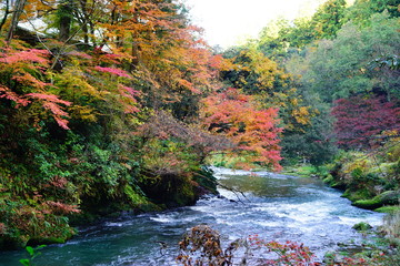鶴仙渓の紅葉