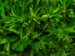 green flower of culantro or eryngium foetidum