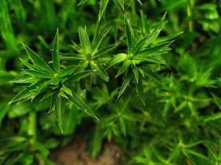 green flower of culantro or eryngium foetidum