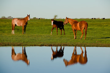 Mares and Foals © Terri Cage 