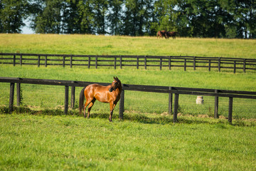 Horses in Pasture