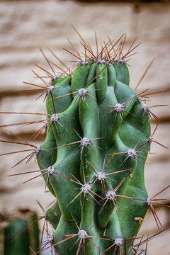 Detail photograph of a cactus plant