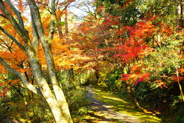 鶴仙渓の紅葉