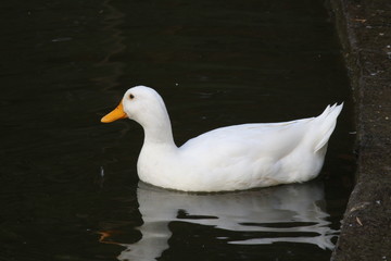 Duck in water