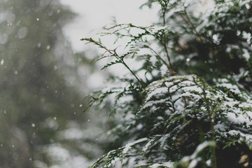 closeup of snow falling on a tree