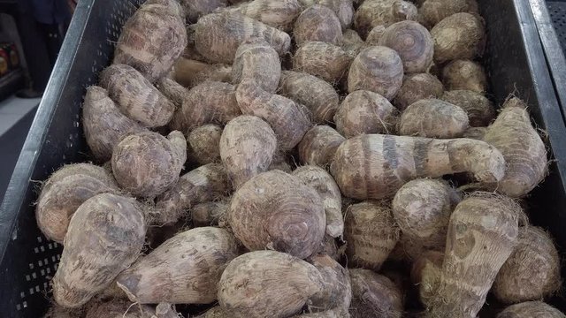 Zoom in on a pile of raw, unpeeled tropical Eddoes, Colocasia antiquorum, on a market stall in the UK