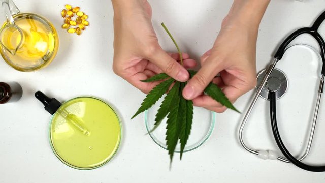hemp for cbd and thc oil on medical science research by doctor , new health care treatment and beauty skin care product. 