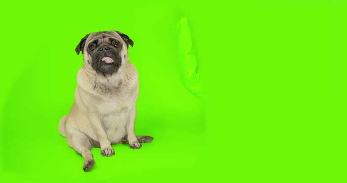 Funny cute pug dog touching green screen object, scratching, clawing by paw something. High five. Green screen. Looking attentively, carefully, tilting head. Side view. Advertising concept.