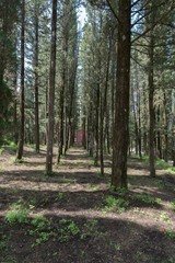 Forest under the sunlight, Tuscany, Italy