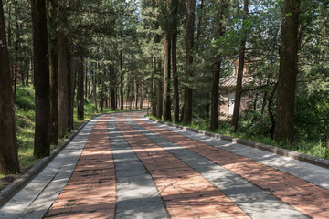 Small road inside the forest for walking