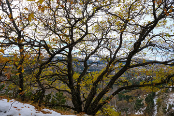 Fototapeta premium Mountain landscape, autumn forest.