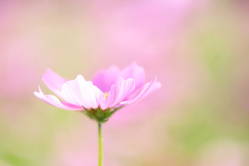 Fototapeta na wymiar コスモス　ピンクの花
