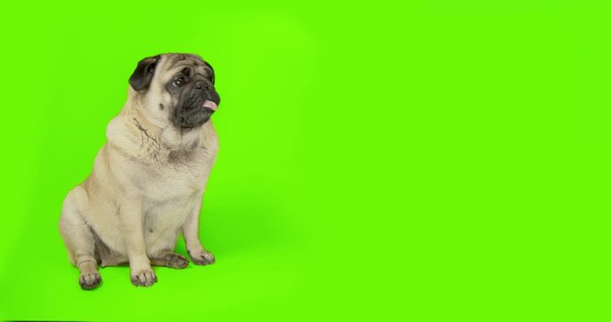Funny cute pug dog touching green screen object, scratching, clawing by paw something. High five. Green screen. Looking attentively, carefully, tilting head. Side view. Advertising concept.