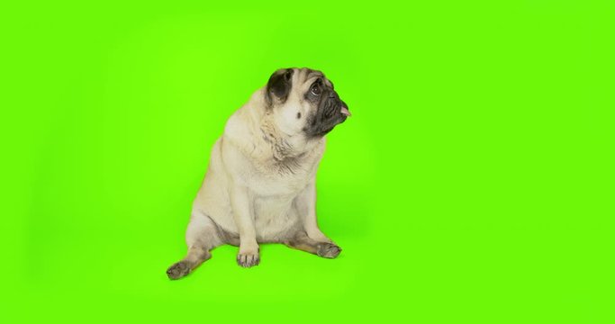 Cute sad upset pug dog sitting in funny pose. Green screen