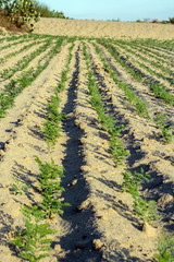 Grams or Chana plants rows in the Thal desert 