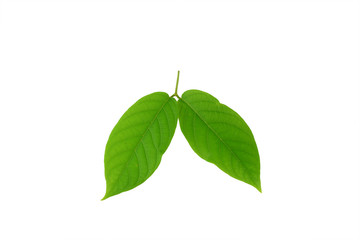 Green leaves isolated on white background.