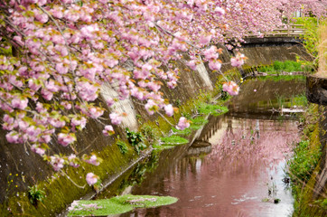 Obraz na płótnie Canvas cherry tree blossom