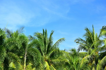 Fototapeta na wymiar Palm trees against the blue sky. 