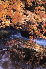 川と紅葉