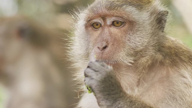 Closeup shot of asian monkey face