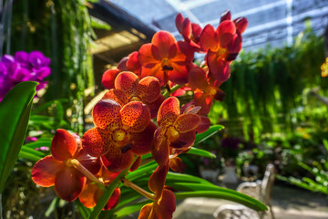 Fototapeta na wymiar Orange vanda orchids in the garden