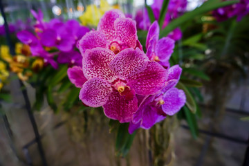 Pink vanda orchids in the garden