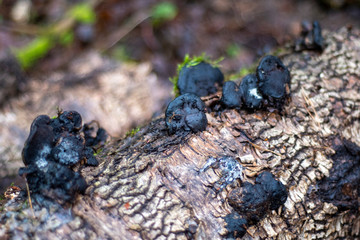 Sawn a piece of wood with infected bark and mushrooms