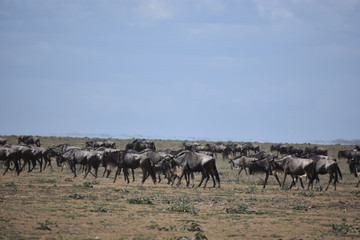 Fototapeta na wymiar Wildebeest Herd
