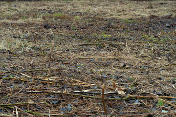 Background of mown field with dry grass in autumn