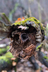 Withered and fallen tree trunk with rotten core
