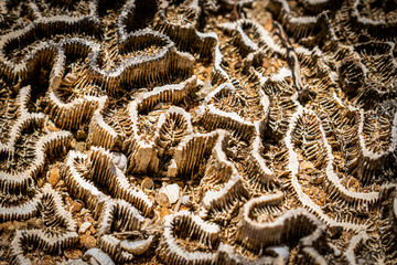 Coral background with texture