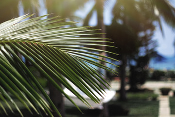 Copy space of blur green palm leaf tree with bokeh sun ligth texture background. Ecology and environment concept.