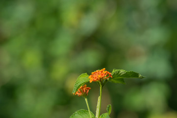 Orange flower plant in the garden.