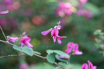 萩（ハギ）の花　　秋の七草